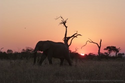 3ème partie - Botswana : un détour par les chutes Victoria puis traversée de Chobe jusqu'au Delta de l'Okavango Moremi GR