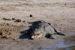 Sur la rivière Chobe, on peut croiser des crocodiles vraiment énormes 