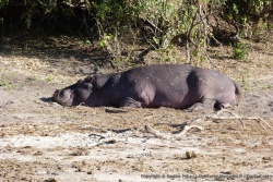 Un hippopotame en position sieste très cocasse pour une fois