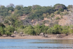Impossible de venir à Chobe sans voir d'éléphants