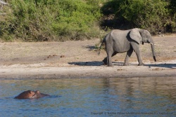 On dirait que l'hippopotame surveille de près l'intrus que représente l'éléphant