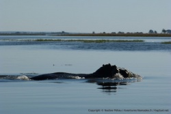 Démonstration de force d'un hippopotame territorial