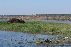 Les éléphants adorent les plantes aquatiques dont ils se régalent