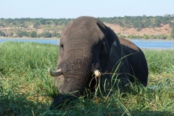 En bateau on peut s'approcher très très prés des placides pachydermes