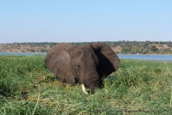Une énorme tête dépasse de l'îlot de verdure