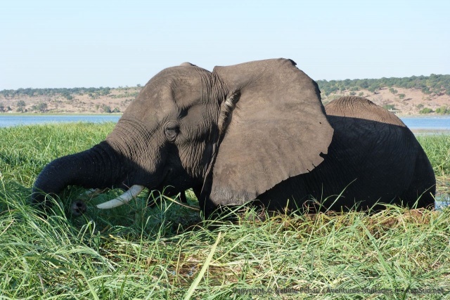 L'éléphant est très concentré sur sa quête de nourriture