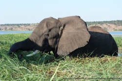 L'éléphant est très concentré sur sa quête de nourriture