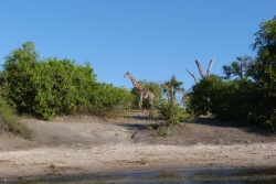 Les girafes empruntent le même sentier pour aller boire