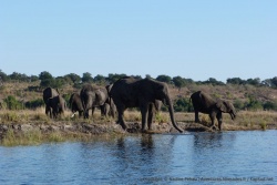 A de multiples reprises, nous croisons des groupes d'éléphants qui viennent s'abreuver