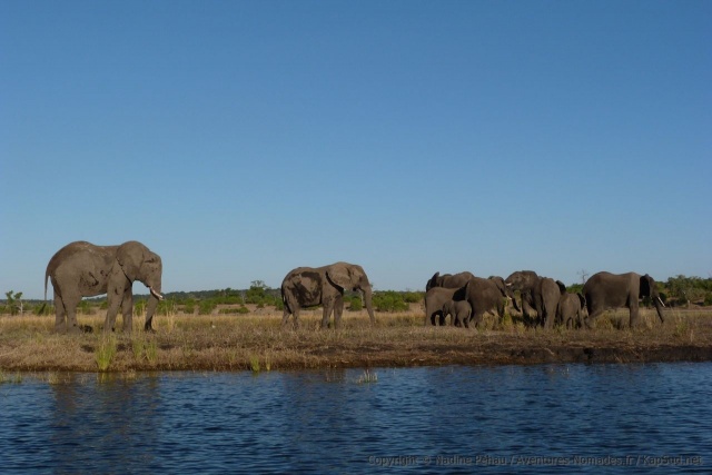 Les éléphants n'hésitent pas à passer d'un îlot à l'autre en nageant