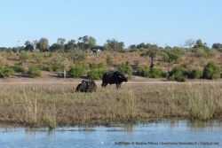 Avec autant d'eau et de pâturages pas étonnant de tomber sur des buffles