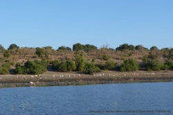 La diversité des oiseaux présents dans le parc de Chobe est un de ses nombreux atouts