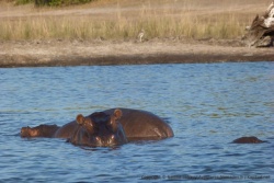 Il faut toujours se méfier d'un hippopotame, surtout quand il vous regarde avec insistance