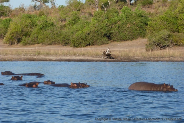 En quelques secondes une demi-douzaine d'hippopotames se révèlent à la surface