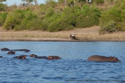 En quelques secondes une demi-douzaine d'hippopotames se révèlent à la surface