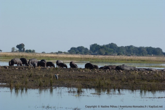En cette heure pas vraiment matinale, 2 clans d'hippopotames s'affrontent
