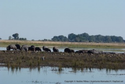 En cette heure pas vraiment matinale, 2 clans d'hippopotames s'affrontent