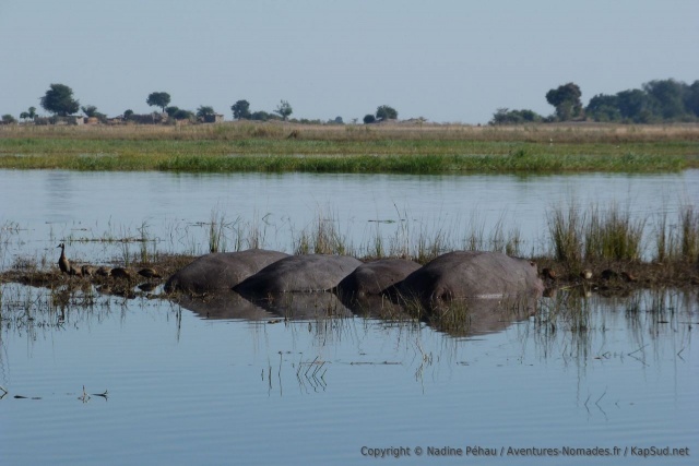 Ces hippopotames sont tellement bien garés qu'on croirait des rochers