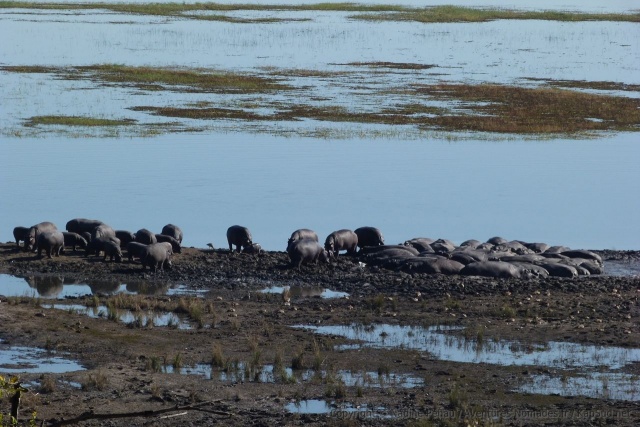 Marrant de voir comment les hippos se regroupent qu'ils soient debout ou couchés