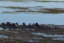 Marrant de voir comment les hippos se regroupent qu'ils soient debout ou couchés