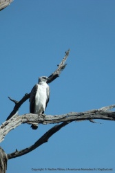 Un très beau rapace, au port altier