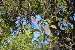 Un beau couple de rolliers multicolores