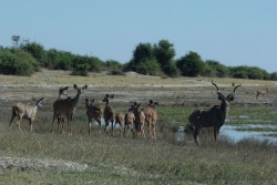 Un groupe de coudons emmené par un superbe mâle aux cornes impressionnantes vient s'abreuver