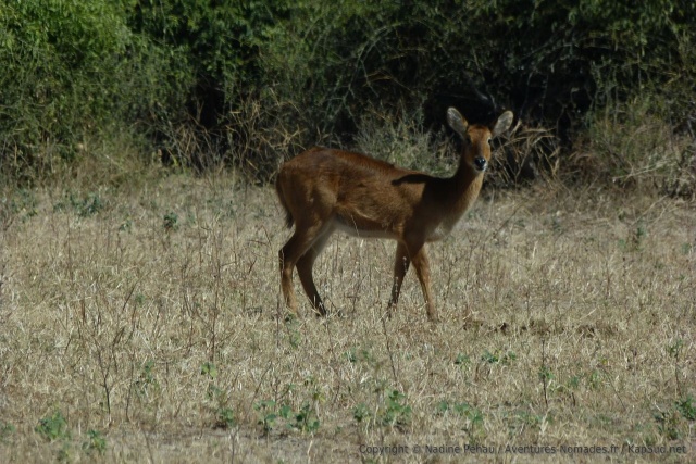 Une jolie antilope dont je ne connais pas l'espèce, avis aux amateurs