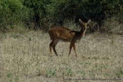 Une jolie antilope dont je ne connais pas l'espèce, avis aux amateurs