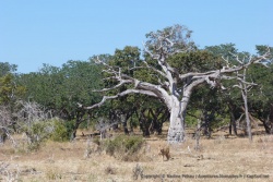A la lisière de la savane arborée, la lionne hésite