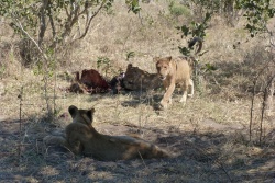 La lionne a fini par rejoindre sa troupe et son précieux butin 