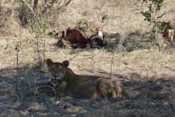 Heureusement que les lions sont bien repus !