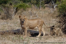Depuis le début, la lionne ne cesse de surveiller les alentours