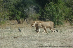 Finalement, la lionne est rejointe par une autre, probablement un de ses soeurs