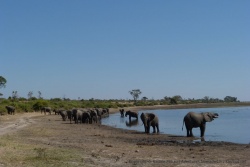 A midi, la chaleur culmine et les éléphants viennent s'hydrater pour mieux la supporter