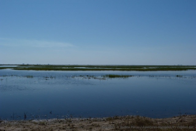 Suivant le niveau des eaux de la rivière Chobe, d'immenses étendues d'herbes aquatiques se révèlent