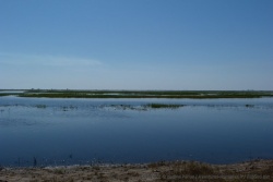 Suivant le niveau des eaux de la rivière Chobe, d'immenses étendues d'herbes aquatiques se révèlent