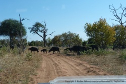 Un gros troupeau de buffles nous barre la route