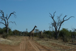 Cette girafe nous nargue, elle ne veut pas nous céder la piste 
