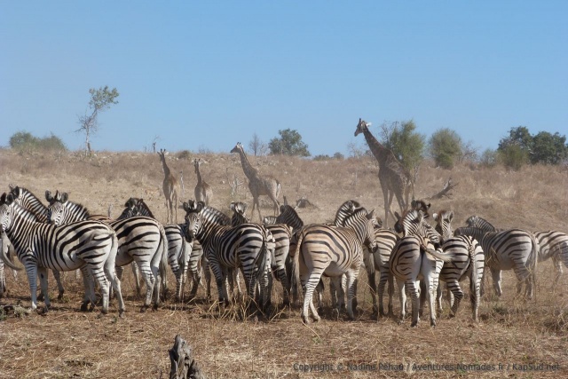 Tout le monde est là, zèbres, girafes, ...