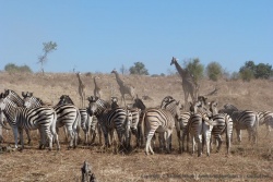 Tout le monde est là, zèbres, girafes, ...