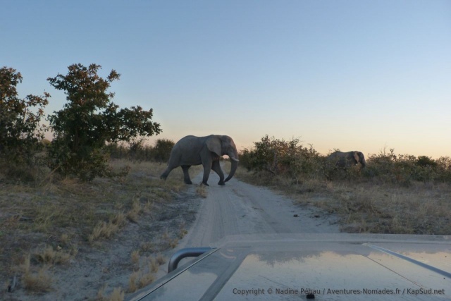 Enfin des éléphants !