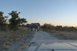 Enfin des éléphants !