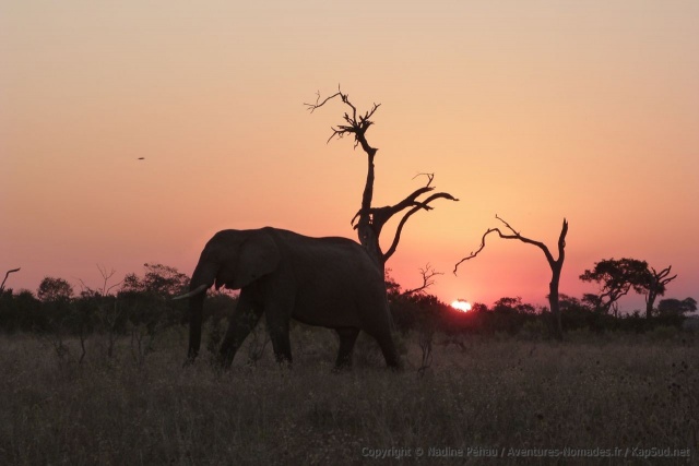 Une de nos scènes préférées en Afrique australe