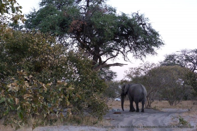 Notre voisin de camping, un éléphant très sage qui nous a tenu compagnie toute la nuit !