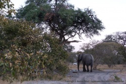 Notre voisin de camping, un éléphant très sage qui nous a tenu compagnie toute la nuit !