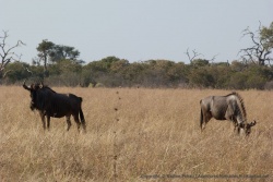 Quelques animaux sont arrivés jusqu'à Savuti comme ces gnous