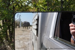 On ne voit pas toujours les éléphants, ils attendent parfois qu'on passe avant de traverser