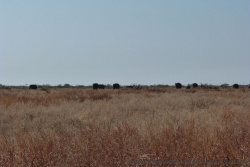 Dans ce dédale de forêts d'arbustes et de pans asséchés, des troupeaux de gros éléphants traversent les plaines