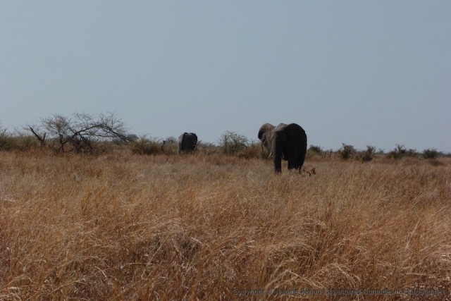 seuls les éléphants semblent vouloir s'aventurer dans ce coin